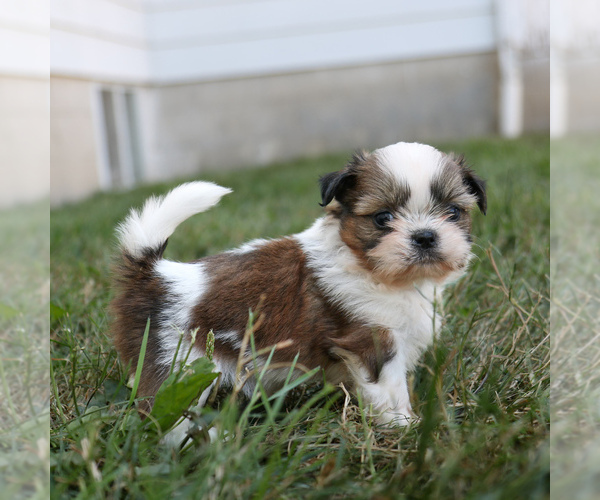Medium Photo #4 Shih Tzu Puppy For Sale in ARTHUR, IL, USA
