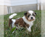 Small #3 Shih Tzu