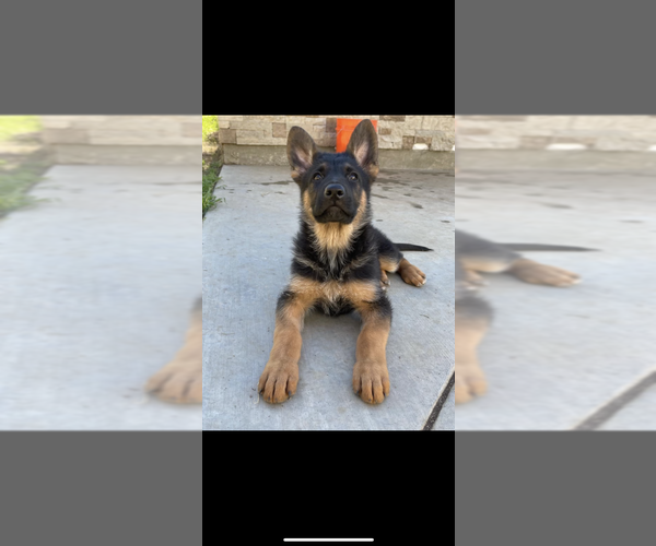 Medium Photo #3 German Shepherd Dog Puppy For Sale in COLTON, CA, USA