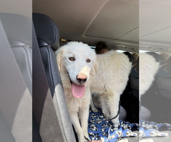 Medium Photo #1 Great Pyrenees-Unknown Mix Puppy For Sale in Brooklyn, NY, USA