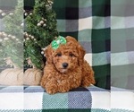 Small Photo #7 Poodle (Miniature) Puppy For Sale in NEW PROVIDENCE, PA, USA