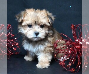 Morkie Puppy for sale in ROCK VALLEY, IA, USA