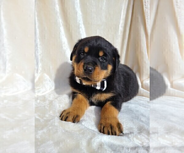 Medium Photo #2 Rottweiler Puppy For Sale in MIDDLEBURY, IN, USA