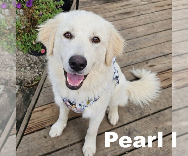 Medium Photo #3 Golden Pyrenees Puppy For Sale in Grovertown, IN, USA