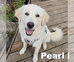 Small Photo #3 Golden Pyrenees Puppy For Sale in Grovertown, IN, USA