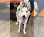 Small #1 Siberian Husky