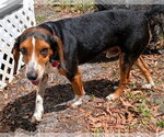 Small #24 Beagle