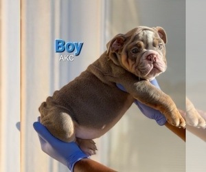 English Bulldog Dog for Adoption in HOUSTON, Texas USA