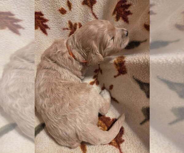 Medium Photo #7 Goldendoodle Puppy For Sale in CENTRAL POINT, OR, USA