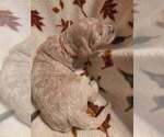 Litter of 5 - Male(s) and Female(s) GoldendoodleLitter of Puppies for Sale - Photo #7