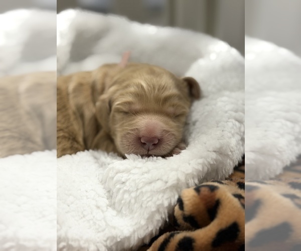 Medium Photo #5 Goldendoodle Puppy For Sale in NORTH AUGUSTA, SC, USA
