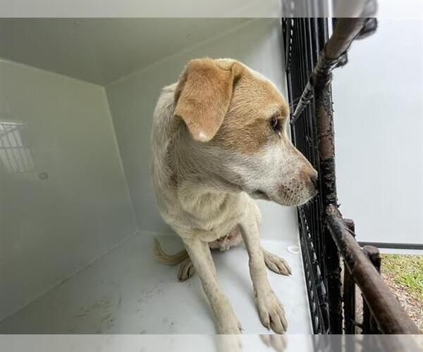 Medium Photo #1 Labrador Retriever Puppy For Sale in Houston, TX, USA