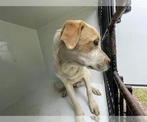 Labrador Retriever Dogs for adoption in Houston, TX, USA