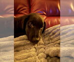 Small #3 Labrador Retriever-Retriever  Mix