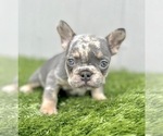 Small Photo #6 French Bulldog Puppy For Sale in POINT REYES STATION, CA, USA