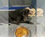 Small #3 Labrador Retriever Mix
