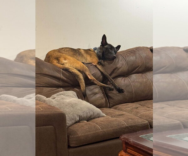 Medium Photo #3 Mutt Puppy For Sale in Imlay City, MI, USA
