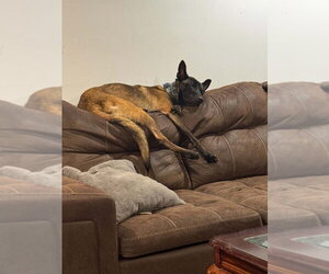 Anthea - Located in New York - Female Mutt Dog for Adoption - Photo #3