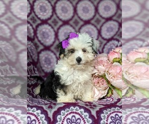-Maltese Mix Puppy for sale in LEOLA, PA, USA