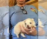 Small #3 Pomeranian