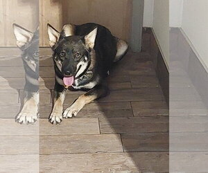 Mutt Dogs for adoption in Sanford, FL, USA