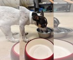 Small #1 Rat Terrier