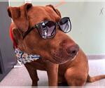 Small #2 American Pit Bull Terrier-Labrador Retriever Mix