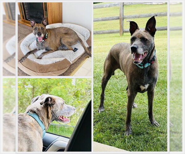 Medium Photo #2 Labrador Retriever-Plott Hound Mix Puppy For Sale in Westminster, MD, USA
