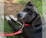 Small #4 Labrador Retriever Mix