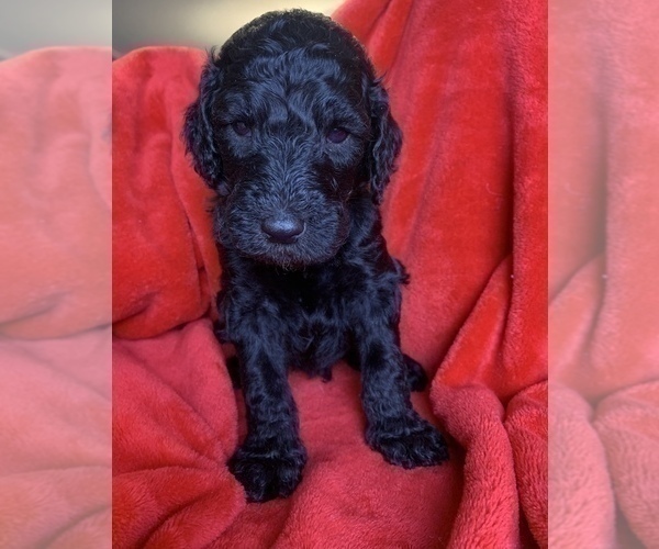 Medium Photo #3 Goldendoodle Puppy For Sale in SUMTER, SC, USA