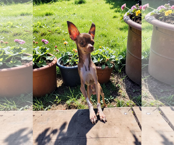Medium Photo #1 Chihuahua Puppy For Sale in McKinney, TX, USA