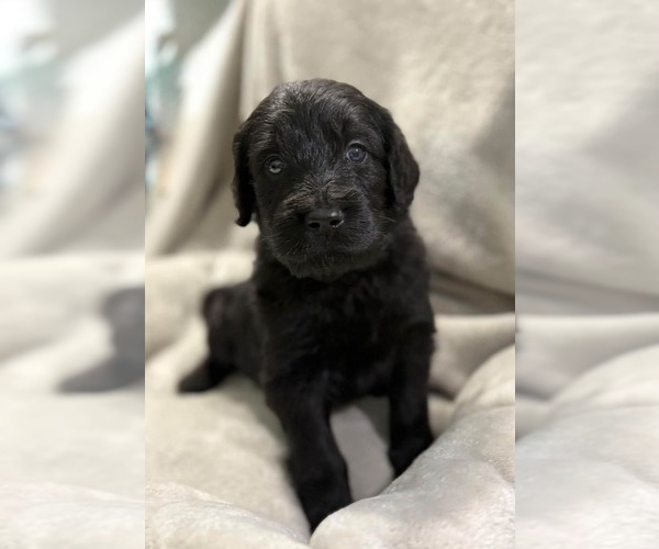 Medium Photo #14 Goldendoodle Puppy For Sale in COCOA, FL, USA