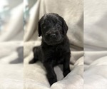 Puppy Cash Goldendoodle