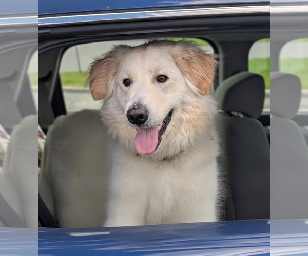 Medium Photo #2 Great Pyrenees-Unknown Mix Puppy For Sale in Croydon, NH, USA