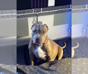 Mother of the American Bully puppies born on 02/15/2025