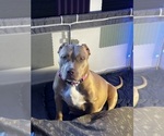 Small Photo #1 American Bully Puppy For Sale in MONACA, PA, USA