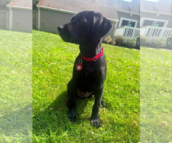 Medium Photo #3 Labrador Retriever-Unknown Mix Puppy For Sale in Wakefield, RI, USA