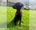 Small #2 Labrador Retriever Mix