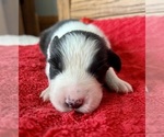 Small #5 Australian Shepherd