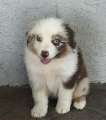 Australian Shepherd Puppy for sale in GARDNER, KS, USA