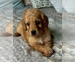 Small Photo #15 Goldendoodle (Miniature) Puppy For Sale in PENSACOLA, FL, USA
