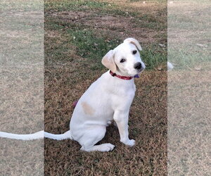 Poppy - Female Labbe Dog for Adoption - Photo #2