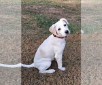 Small Photo #2 Labbe Puppy For Sale in Cookeville, TN, USA
