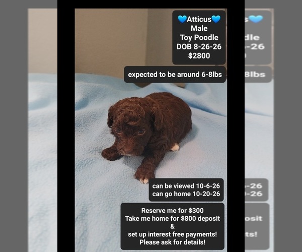 Medium Photo #1 Poodle (Toy) Puppy For Sale in TUCSON, AZ, USA