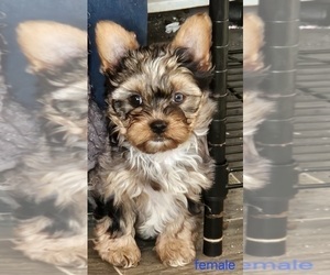 Yorkshire Terrier Puppy for Sale in CONKLIN, New York USA