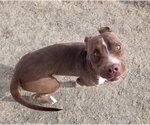 Small Photo #5 American Pit Bull Terrier-Chocolate Labrador retriever Mix Puppy For Sale in Yoder, CO, USA