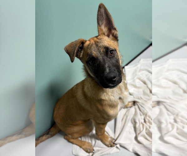 Medium Photo #3 Mutt Puppy For Sale in Woodbury, NY, USA