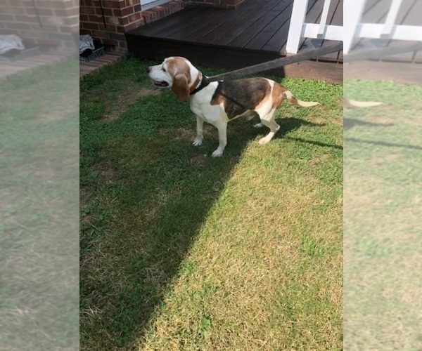 Medium Photo #1 Beagle Puppy For Sale in NATHALIE, VA, USA