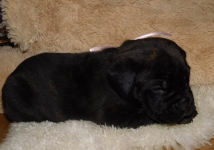 Medium Photo #4 Cane Corso Puppy For Sale in WINDSOR MILL, MD, USA