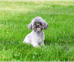Mother of the Shih Tzu puppies born on 07/14/2026